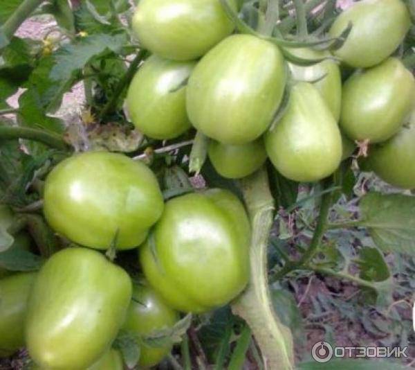 Вкусный томат для консервации: описание сорта маруся, агротехника, отзывы