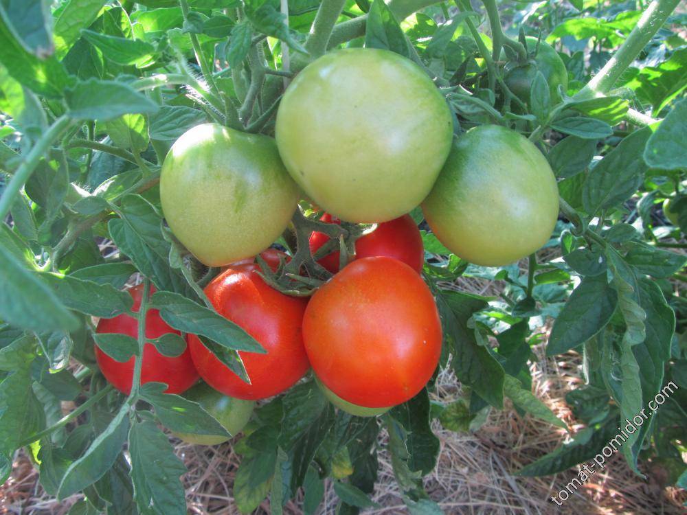 Томат мечта лентяя: характеристика и описание сорта с фото, урожайность помидора, отзывы тех, кто сажал семена от johnsons