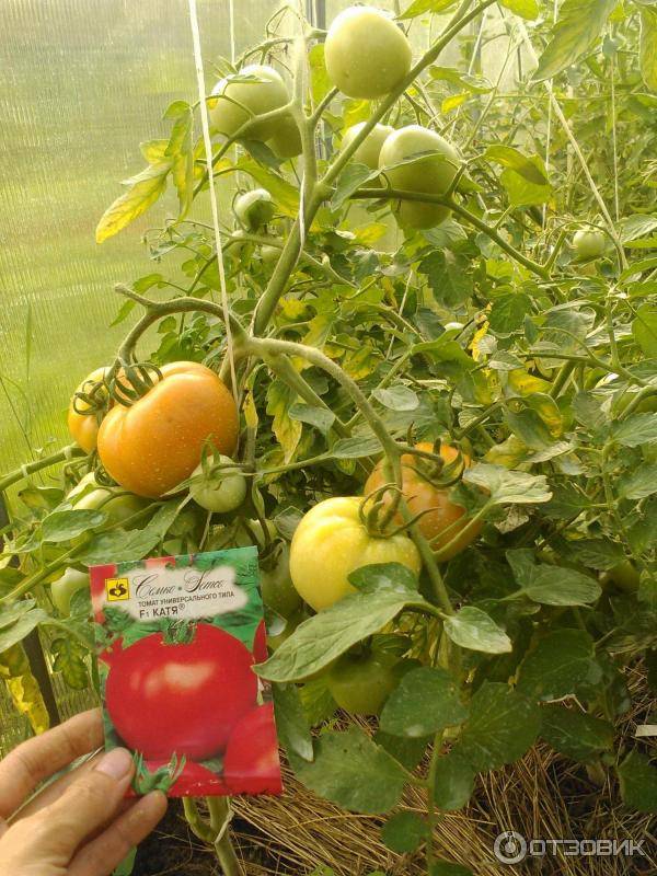 Как вырастить среднеплодный томат. полное описание особенностей культивации гибрида катюша