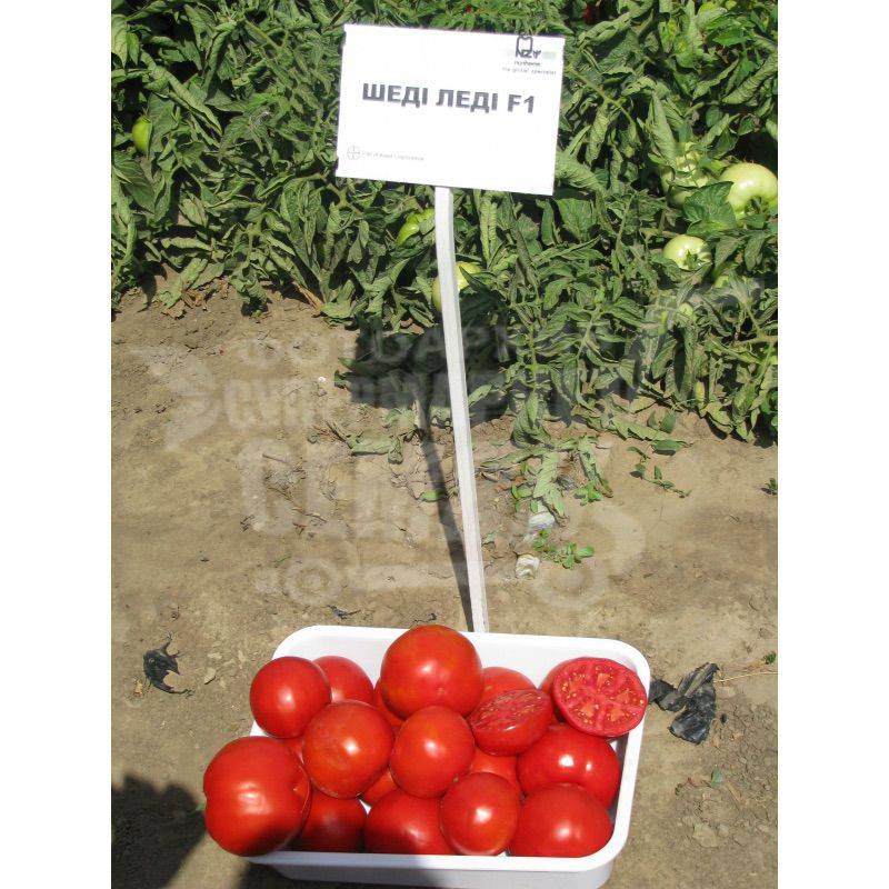 Характеристика и описание сорта томата шеди леди, его урожайность - фермеру
