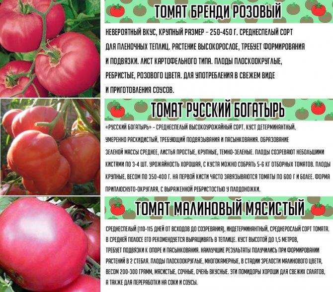 Сорта розовых томатов (90 фото) - самый полный каталог | огородникам инфо