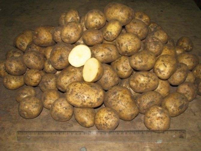 Сорт картофеля каратоп – описание сорта + видео