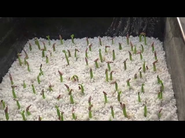 Как прорастить семена огурцов — делимся опытом