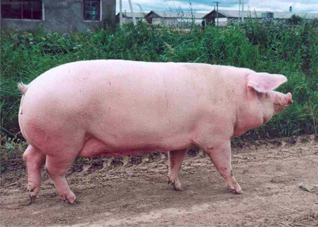 Крупная белая порода свиней: характеристика, описание, фото