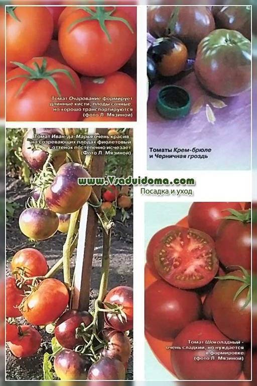 Томат крем брюле: описание и характеристика сорта, выращивание и уход с фото