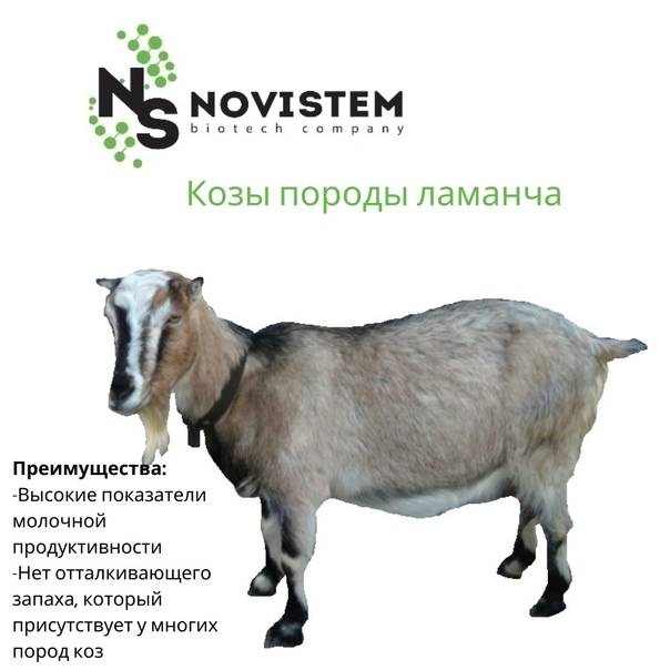 6 самых популярных восточных пород коз и особенности их содержания. фото