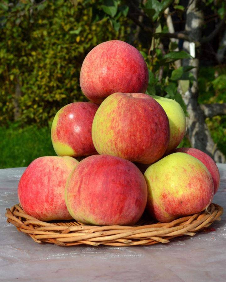 Яблоня славянка: описание, фото дерева и плодов, отзывы о них