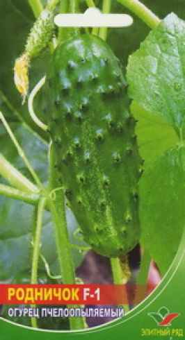 Огурцы родничок – описание сорта с фото, выращивание, отзывы о семенах, урожае