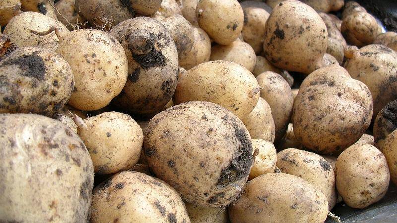 Можно ли давать зеленую картошку домашнему скоту? | агропромышленный вестник