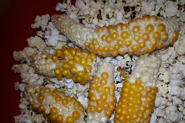 Какой нужен сорт кукурузы для попкорна: как называется и выглядит, где растет