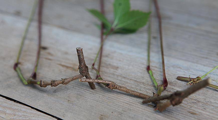 Как легко и просто черенками размножить девичий виноград: режем весной и летом