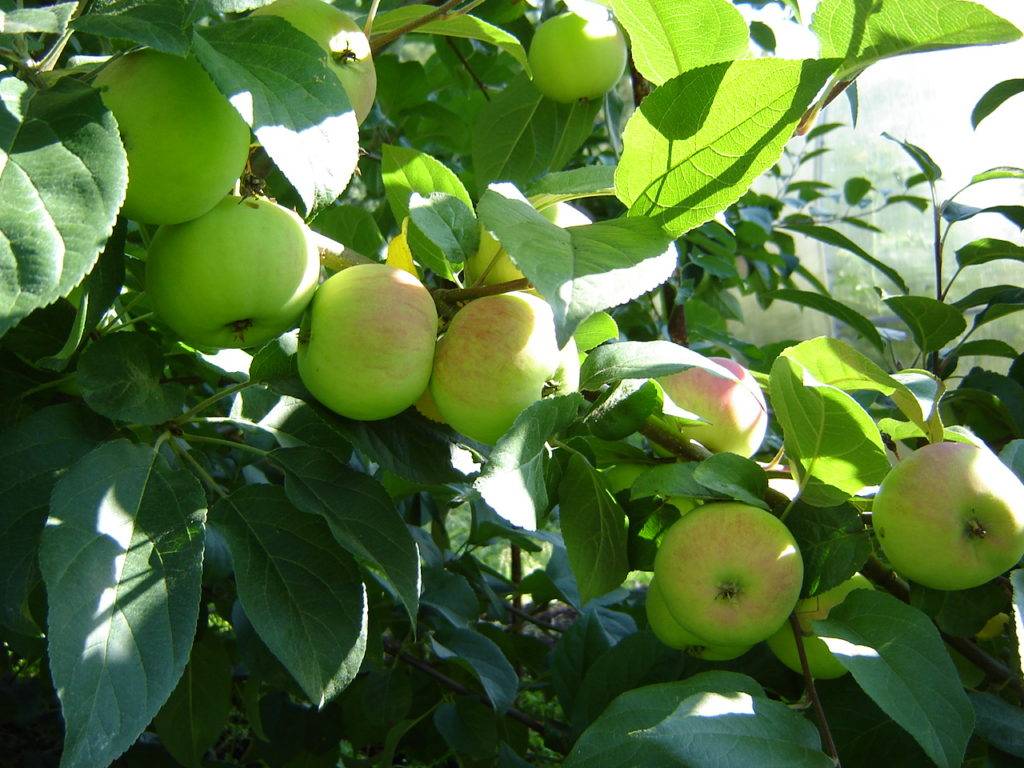 Описание сорта яблони россошанское полосатое: фото яблок, важные характеристики, урожайность с дерева