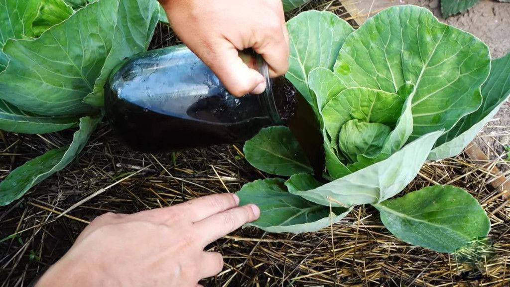 Чем подкормить рассаду капусты для роста. схема подкормок