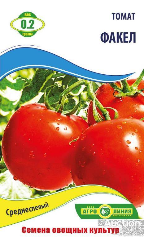 Миниатюрные кустики с аккуратными помидорками, плодоносящие до самых  заморозков – томаты «факел»