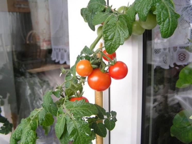 Как вырастить помидоры на подоконнике в квартире зимой - леди блеск!