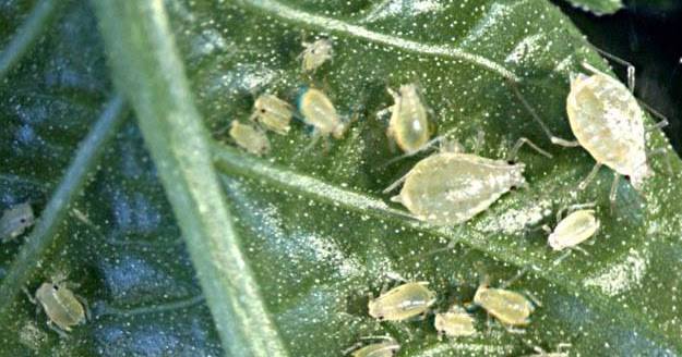 Топ опасных насекомых-вредителей сои в амурской области -  фитосанитарный прогноз на 2020 год