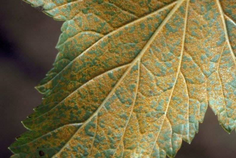 Красные пятна на листьях смородины: что за болезнь, чем лечить