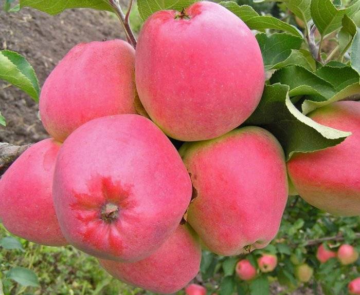 Секреты успешного выращивания яблонь кандиль орловский
