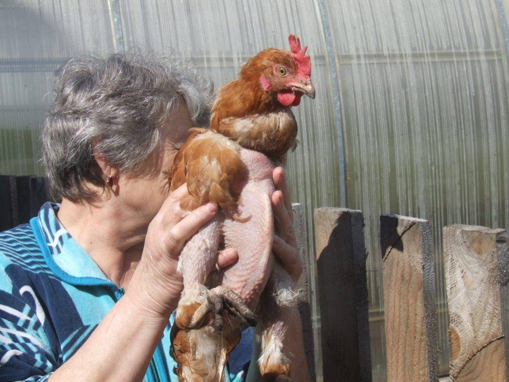 Почему цыплята клюют друг друга до крови: причины и что делать