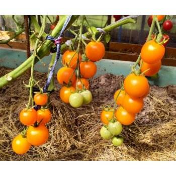 Описание томата ильди и рекомендации по выращиванию растения