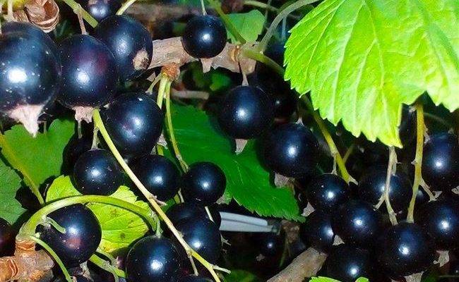 Поздний, крупноплодный сорт чёрной смородины перун: описание, агротехника, уход, фото, садоводов