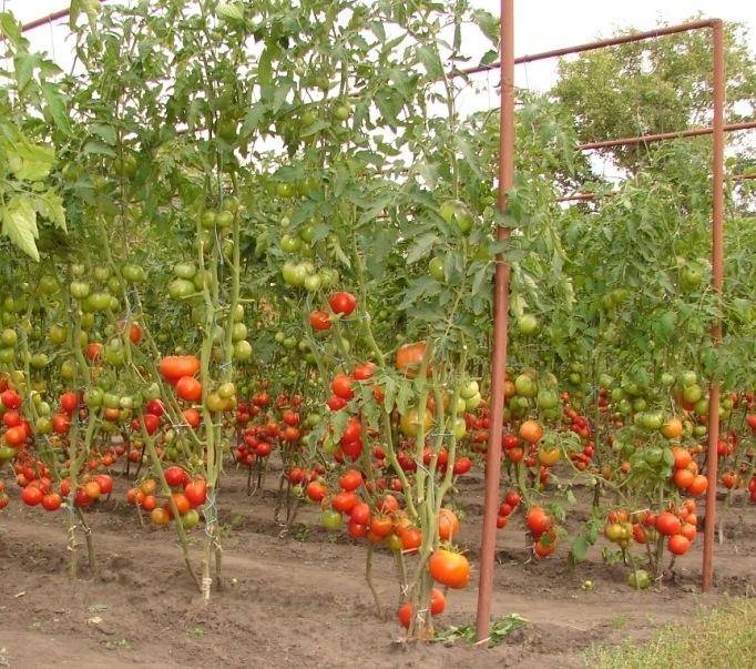 Как посадить томаты для открытого грунта: лучшие сорта, сроки посева и правила выращивания. схема посадки томатов в грунт