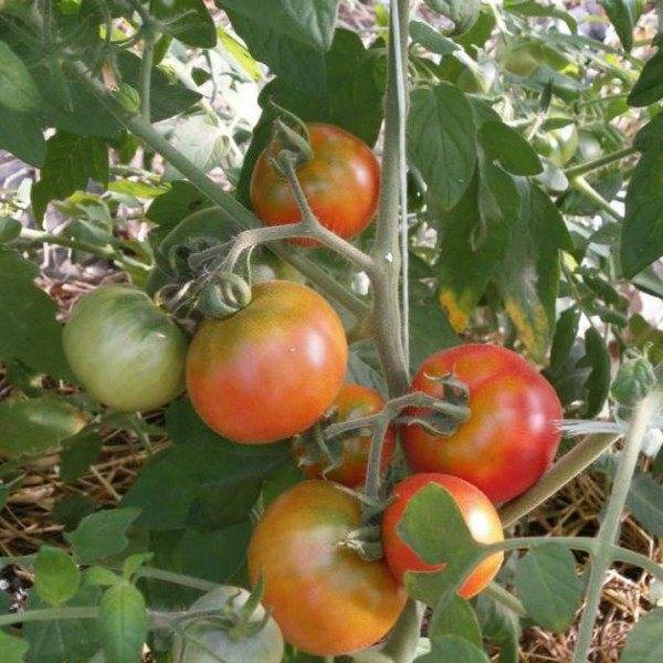 Томат снегирек: отзывы тех кто сажал и выращивал помидоры на подоконнике об их урожайности и биотехнике, характеристика и описание сорта черри, фото семян