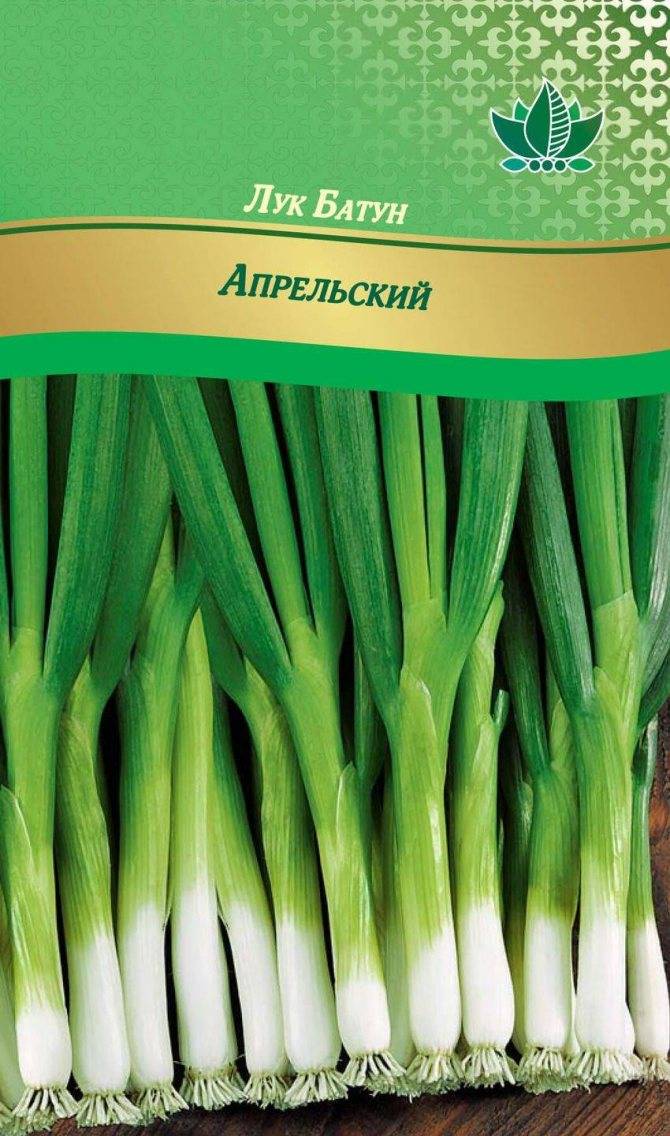 Сорта лука на зелень – что лучше посадить? видео — как сажать лук на зелень в открытый грунт