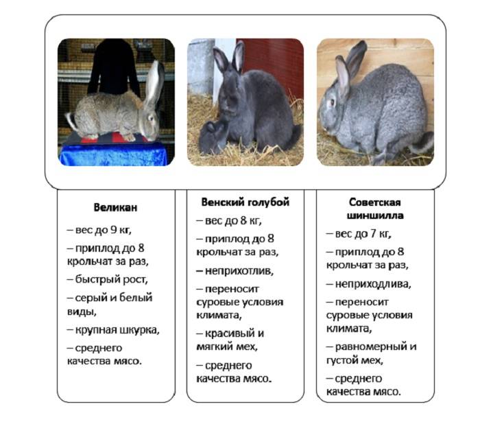Чем отличается кролик от зайца: в чем разница между ними?