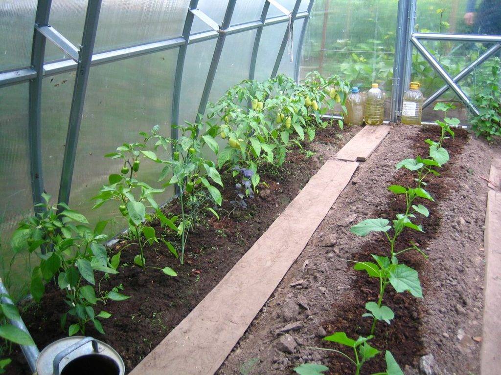 Помидоры в теплице из поликарбоната: выращивание и уход, как высаживать при посадке, как вырастить и высадки сроки