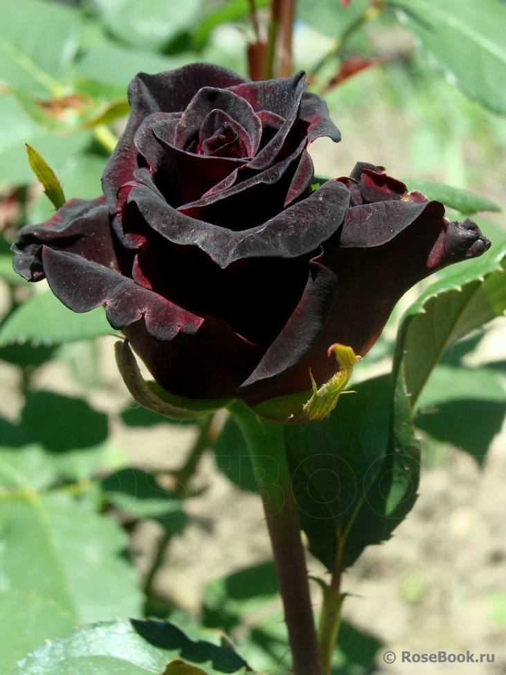 Роза чёрная магия: секреты выращивания королевского цветка