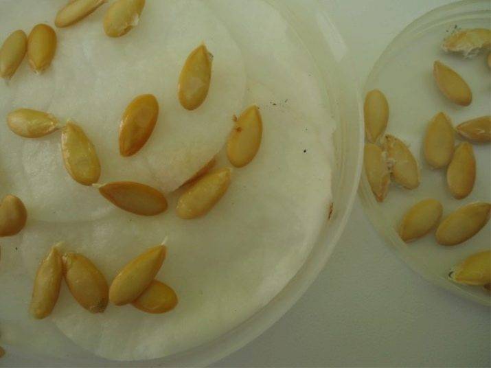Как проверить семена перца на всхожесть в соленой воде