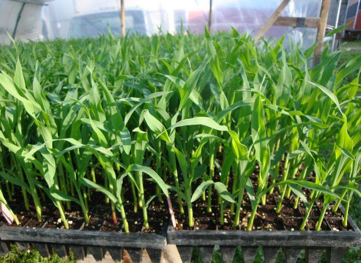 Где растет кукуруза: районы выращивания в россии и мире