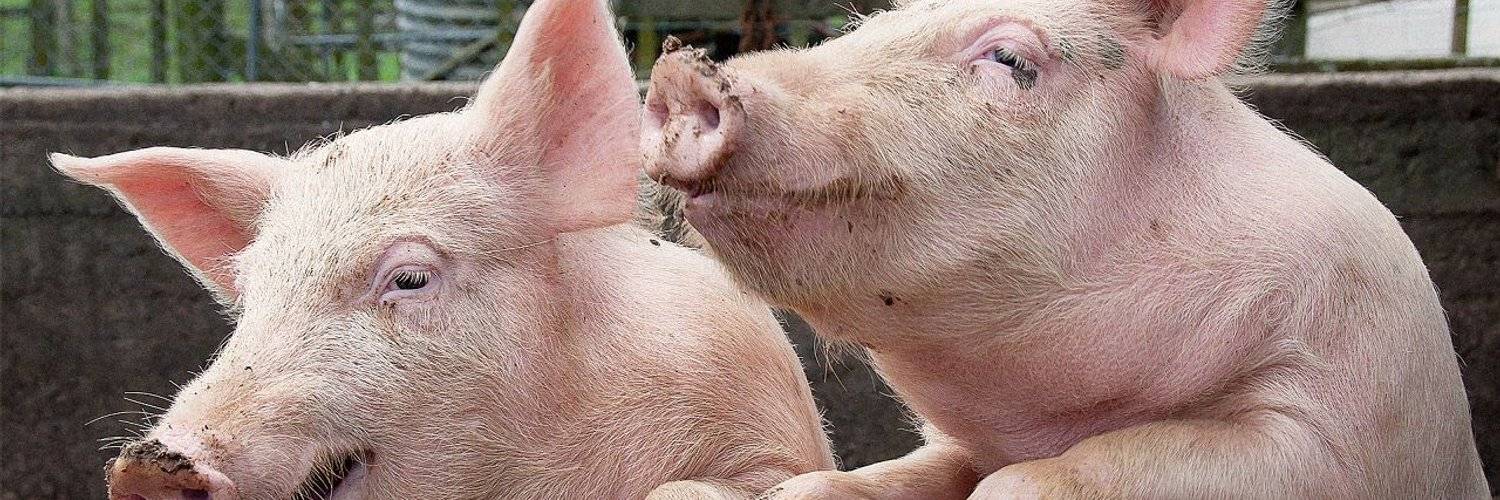 Сколько лет свиньи живут в домашних условиях и в дикой природе