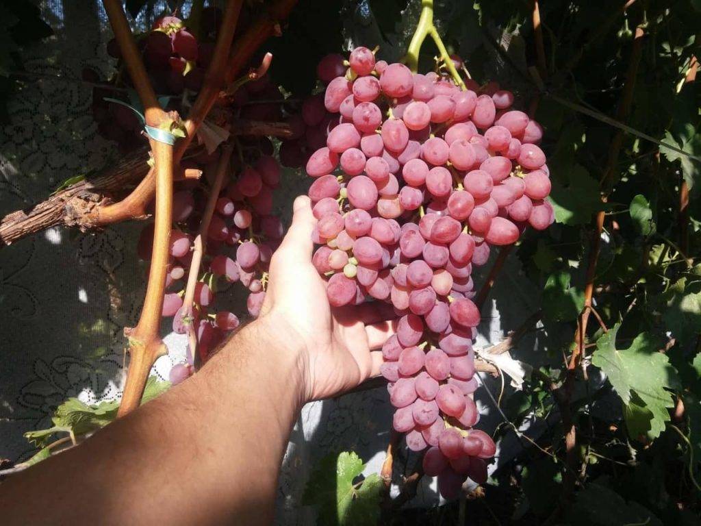 Виноград кишмиш лучистый – описание сорта, фото, отзывы
