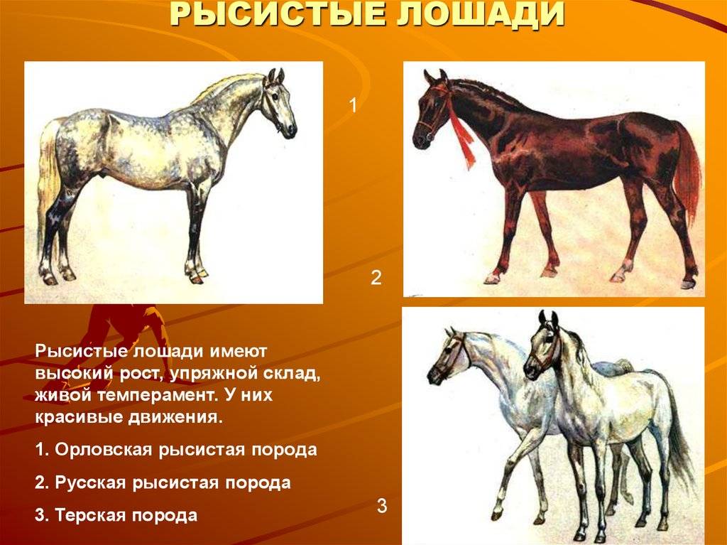 Русский тяжеловоз: история создания породы лошадей, продуктивность, описание