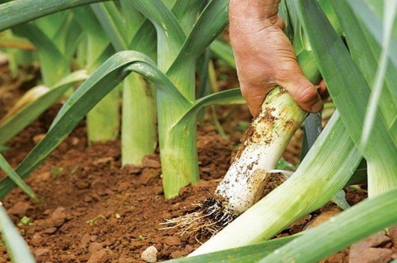 Выращивание лука порея: особенности выращивания и уход