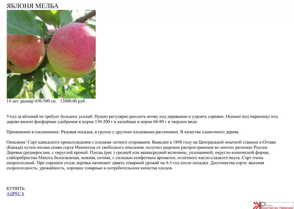 Яблоня россошанское полосатое: особенности сорта и ухода