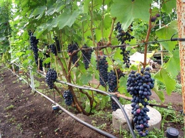 Виноград кишмиш: лучшие сорта с фото и описанием, советы по выращиванию