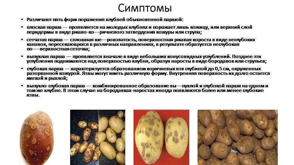 Альтернариоз томата | справочник пестициды.ru
