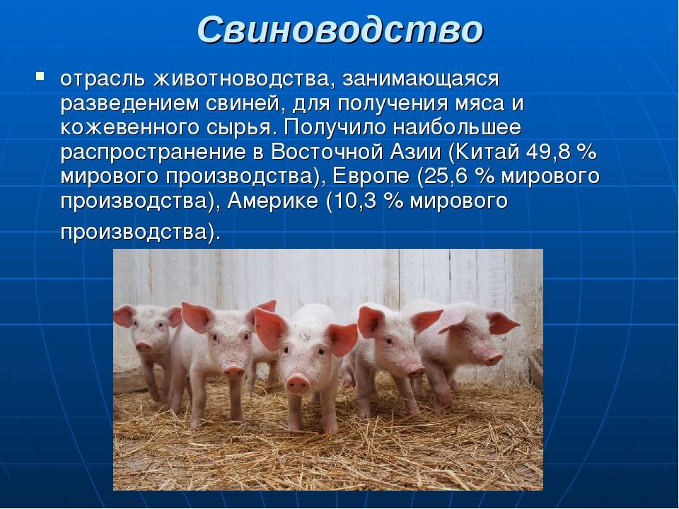 Крупная белая свинья — характеристика, фото и описание, условия содержания, перспективы разведения. | cельхозпортал
