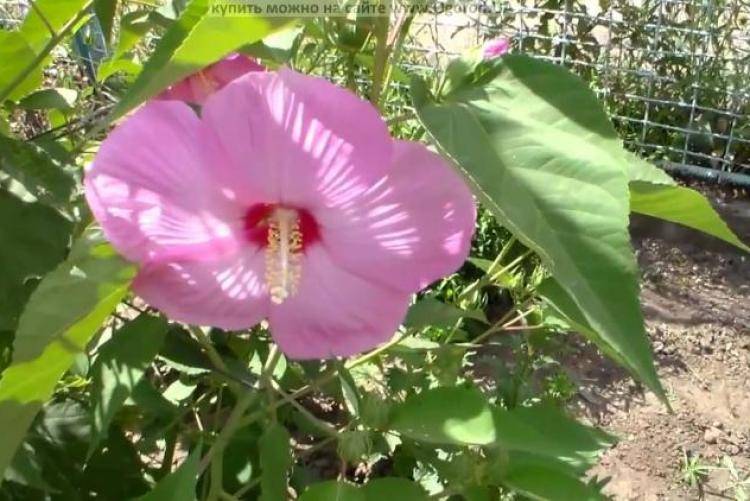 Гибискус садовый: уход и размножение selo.guru — интернет портал о сельском хозяйстве