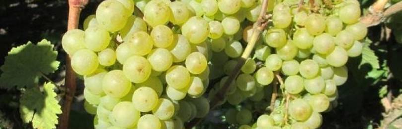 Виноград «белое чудо»: описание сорта, фото и отзывы о нем. основные плюсы и минусы, характеристики и особенности выращивания в регионах