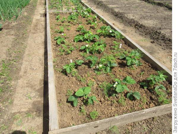Агротехника и описание процесса выращивания клубники