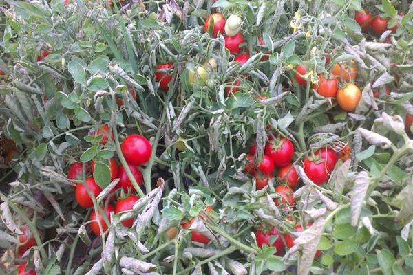 Описание сорта томата Шаста, выращивание и уход за растением