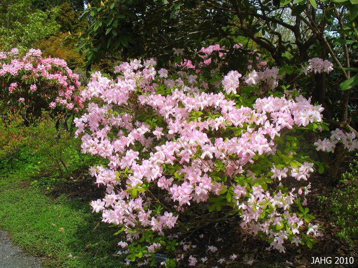 Необыкновенная пышность цветения рододендрона шлиппенбаха: фото и выращивание из семян