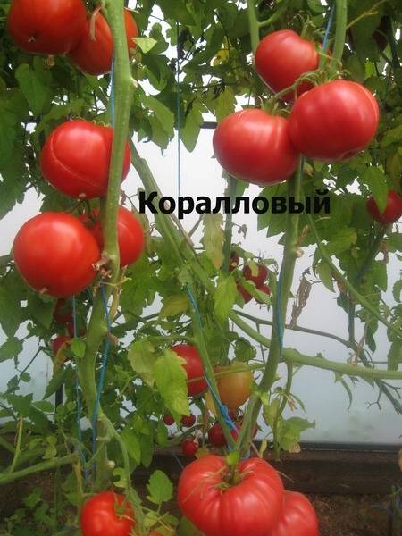 Семена томат f1 коралловые бусы: описание сорта, фото