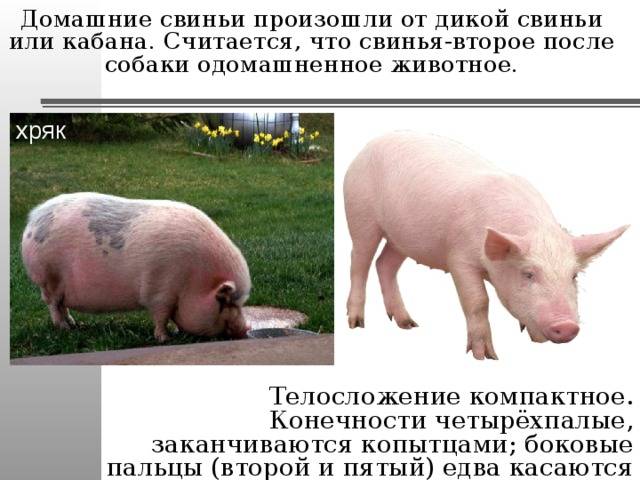 В каких странах живут свиньи