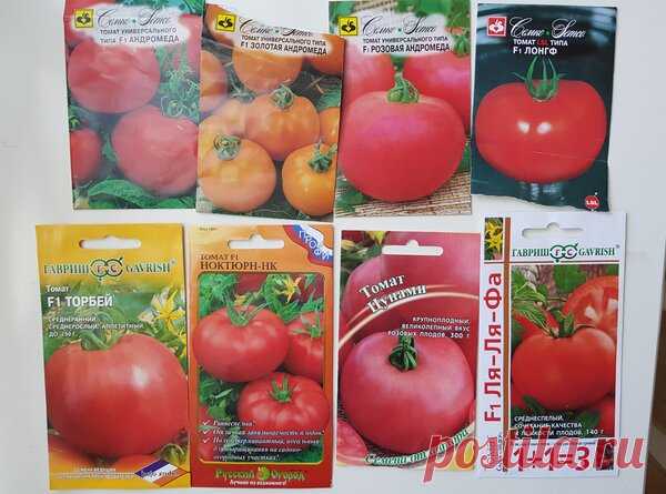 ᐉ томат «чемпион» f1: описание сорта, фото и рекомендации по выращиванию помидоры - orensad198.ru