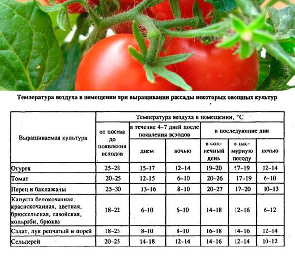 Какую температуру выдерживает рассада томатов?